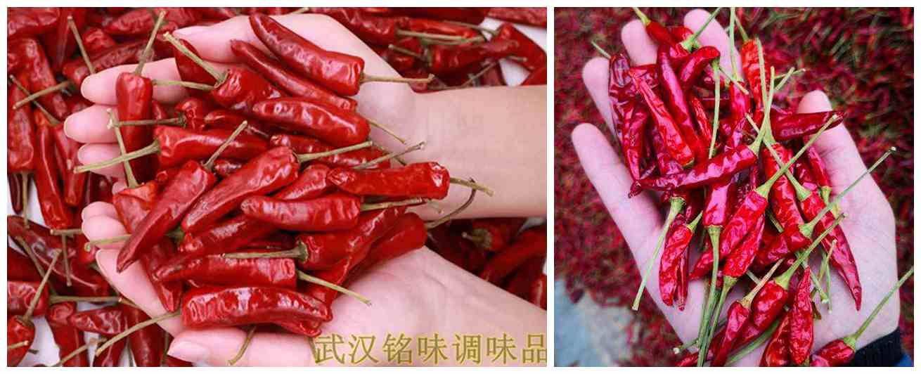 超级干货福建辣椒王与普通辣椒区别太实用了