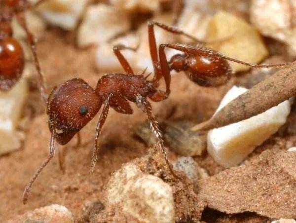母蚂蚁 母后图片