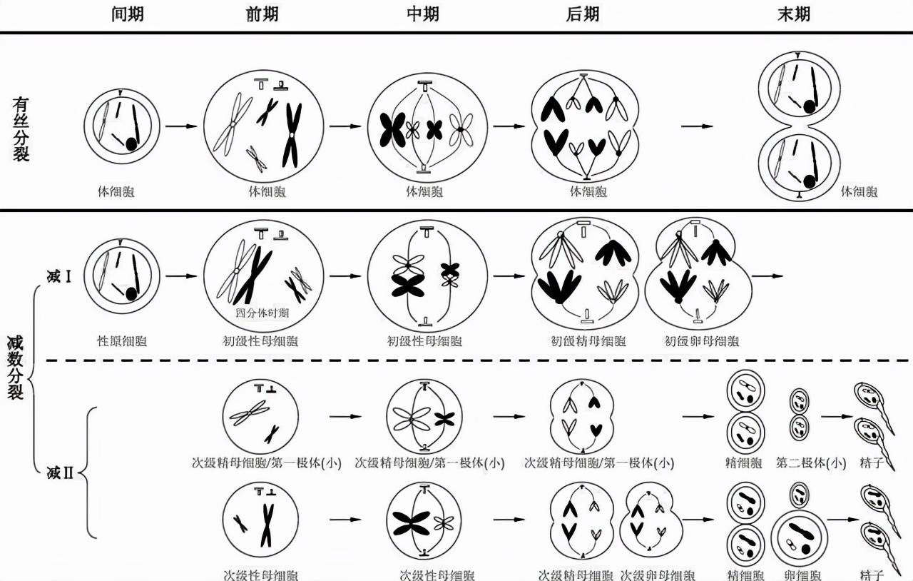 从7只到7000只,朱鹮是如何摆脱近亲繁殖魔咒的?