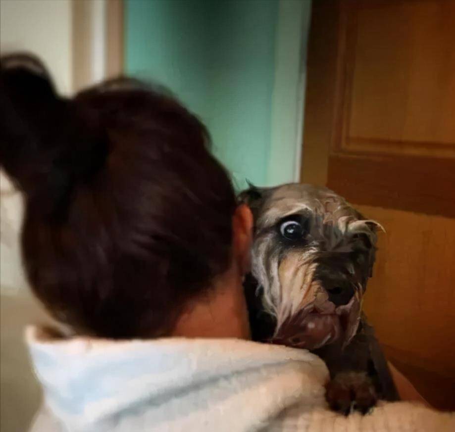 凝胶|为什么有些狗狗不爱？除了纯粹的讨厌外，还有其他原因