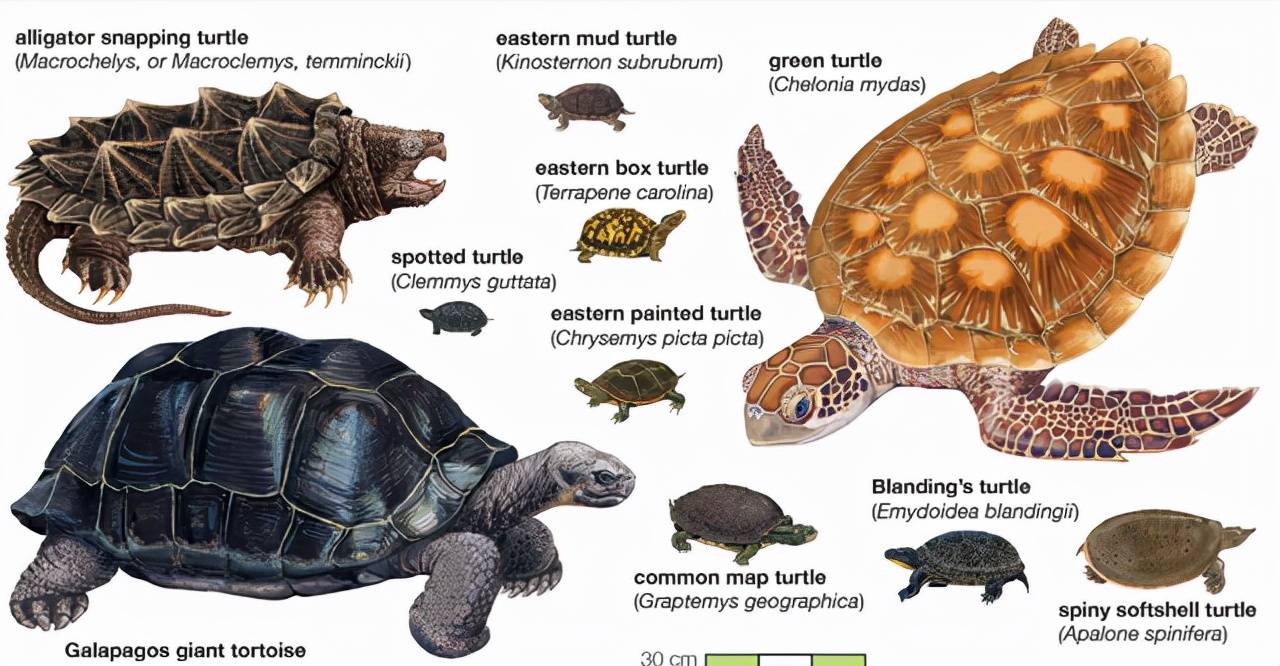原创乌龟为何成了科学家们的噩梦堪称进化论的终极bug