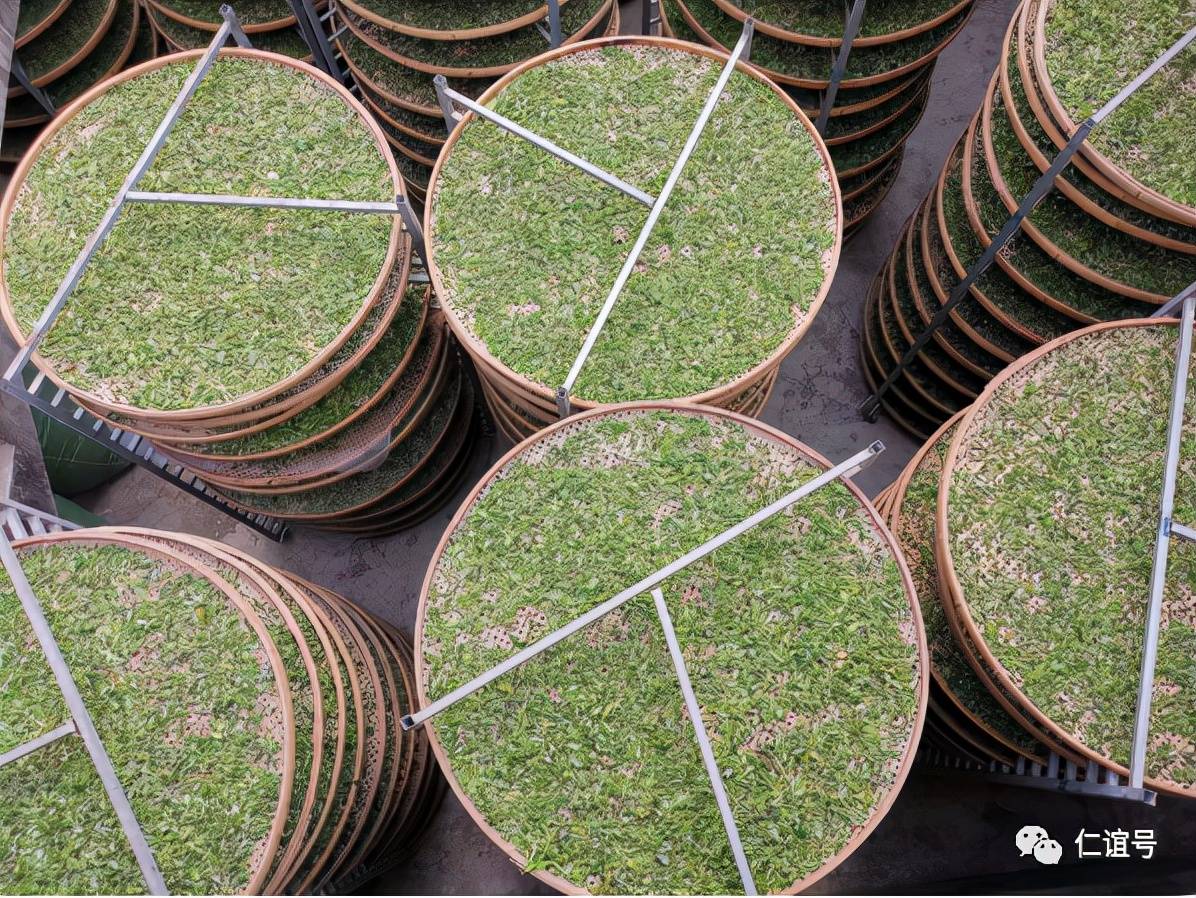 福鼎|云南古树白茶VS福建白茶