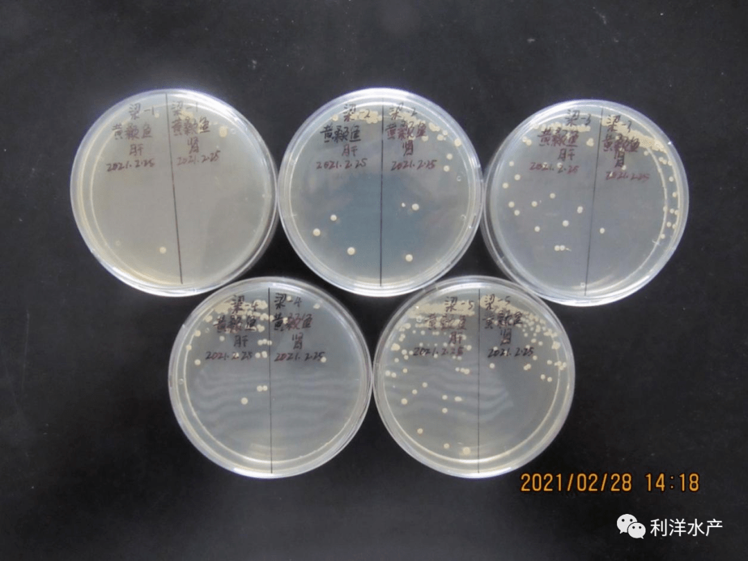 圖6 採集的2尾病魚細菌分離培養結果圖7 分離菌的革蘭氏染色結果圖8