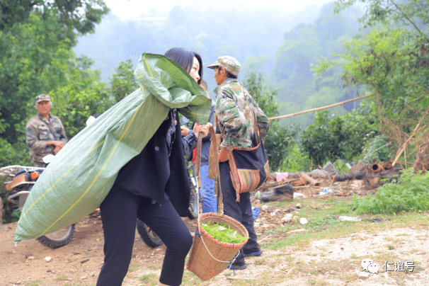 福鼎|云南古树白茶VS福建白茶