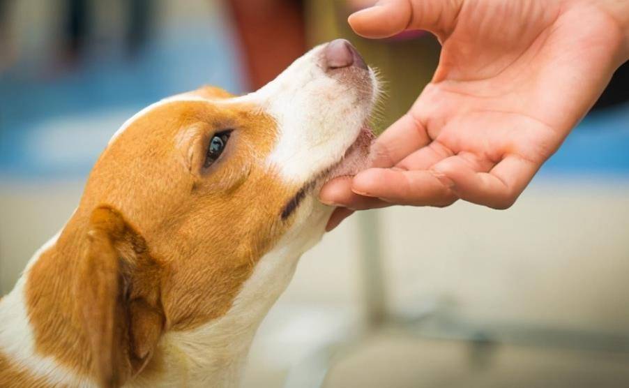 人类摸狗狗下巴时,它们是这样想的_主人_抚摸狗_互动