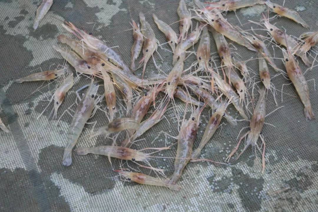 原创珠江里钓到抱卵大虾罗氏沼虾是什么它会像小龙虾一样泛滥吗