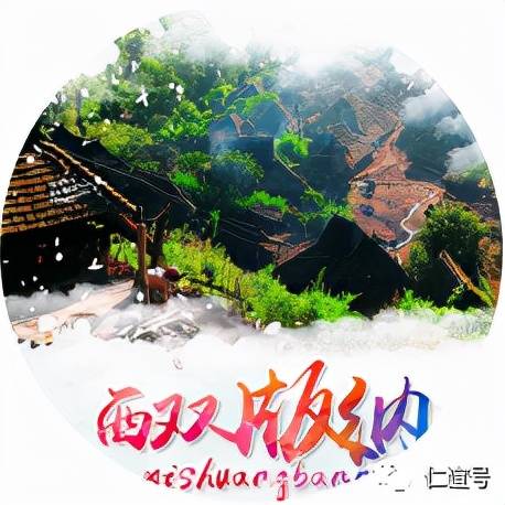 福鼎|云南古树白茶VS福建白茶