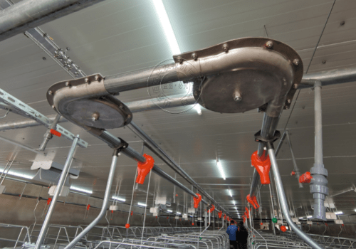 猪场塞盘料线运用全过程,这才是猪场的标配!_运行_饲料_猪舍