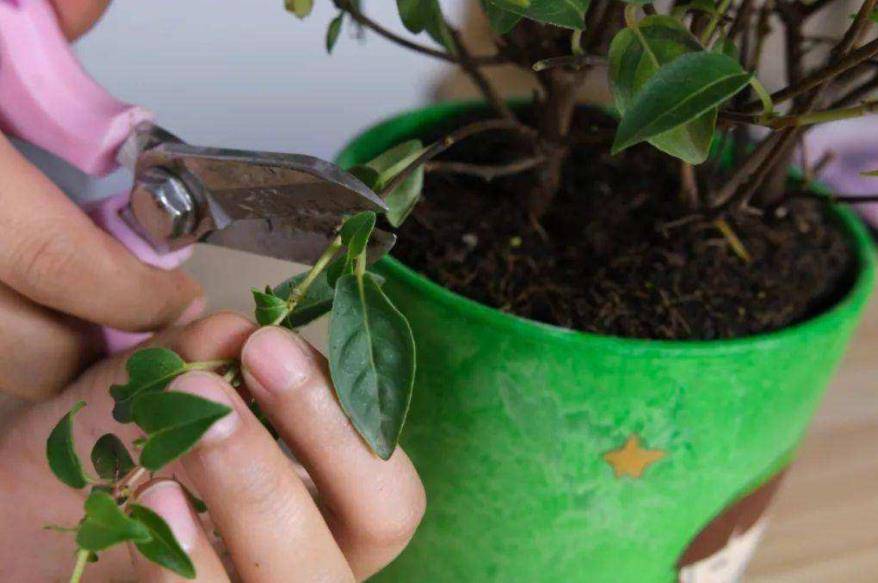 扦插倒挂金钟是非常简单的,只要温度在20摄氏度左右,植株就非常的容易