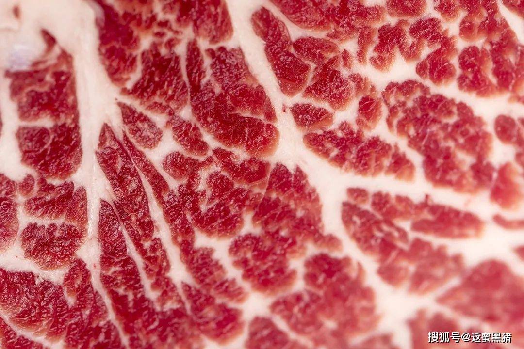 下巴|不愧是豬界的“優(yōu)秀代表”返蜜黑豬