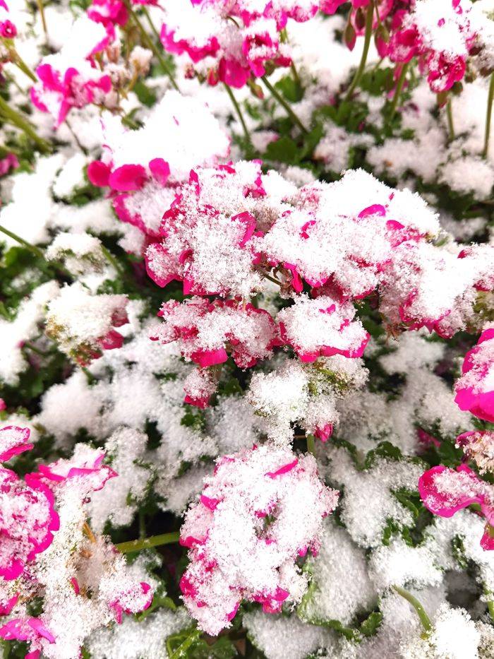 日子|昆明下雪了！春城的雪景真美丽！