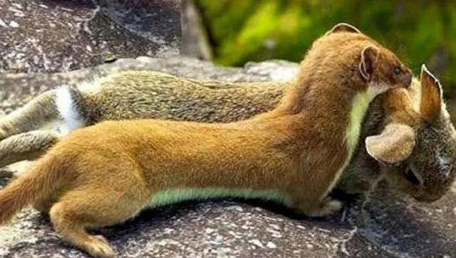 原创黄鼠狼最喜欢吃什么它的天敌是谁