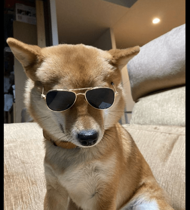 这一天网友闲来无事,于是就把自己的墨镜给狗狗戴上了!