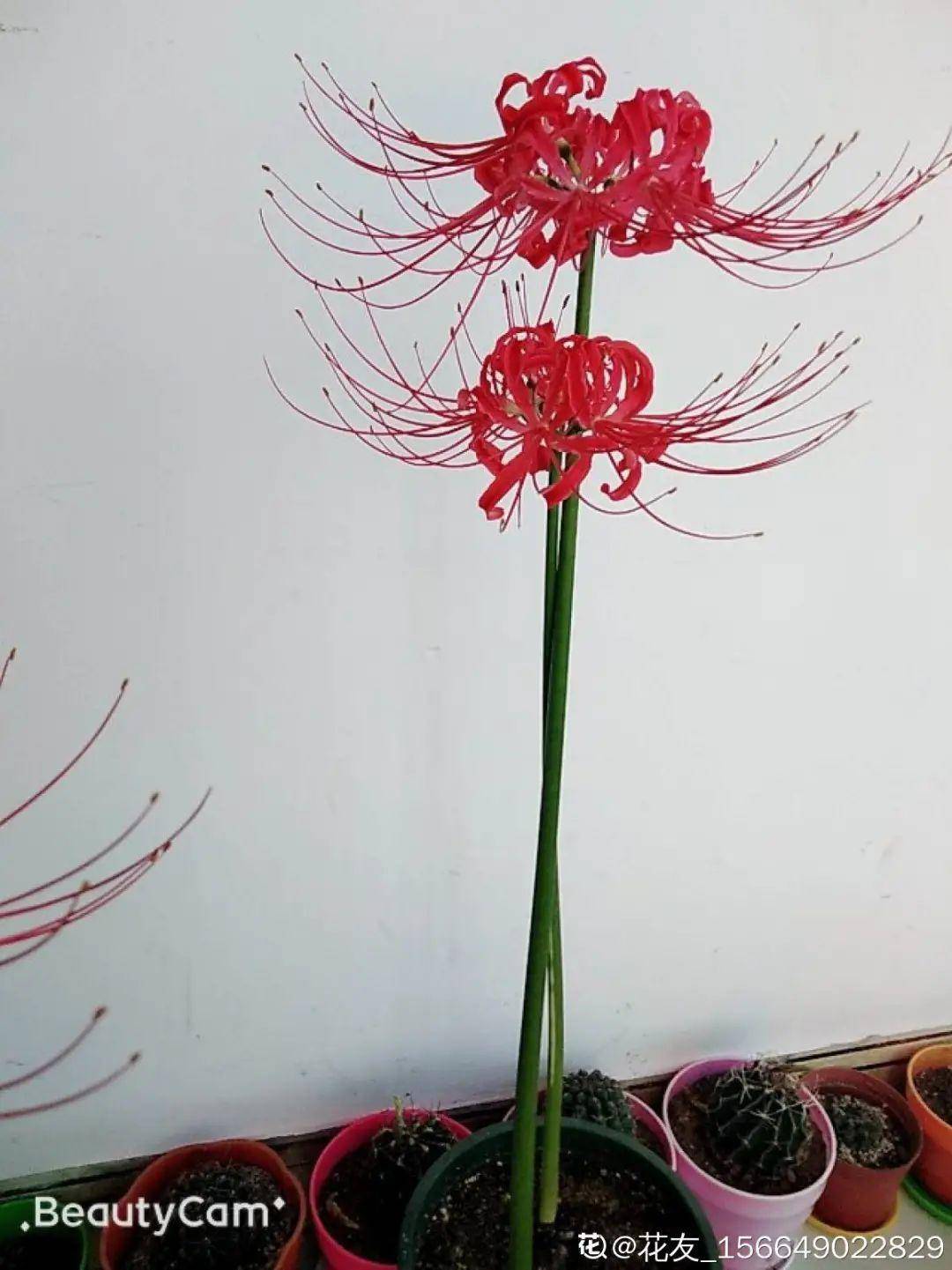 8种不 吉利花 养在家里 有麻烦 到底扔不扔 虞美人 昙花 扶桑