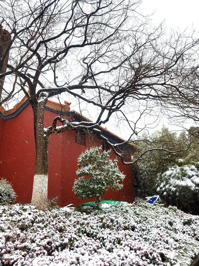 日子|昆明下雪了！春城的雪景真美丽！