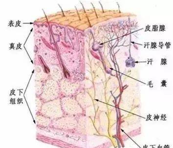 症状肤诗华娜：换季敏感≠过敏，这些雷区一定要避开！