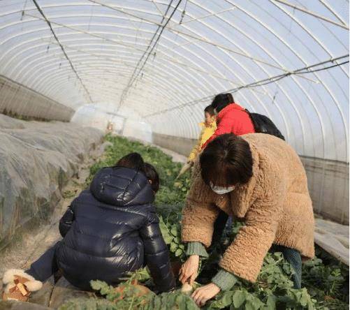 子女 邓超夫妇携子女摘草莓，孙俪穿全绿造型减龄，小花一脸认真很可爱