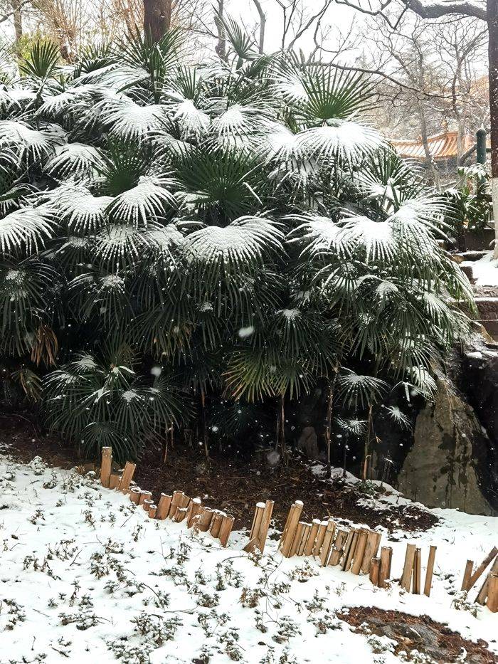 日子|昆明下雪了！春城的雪景真美丽！