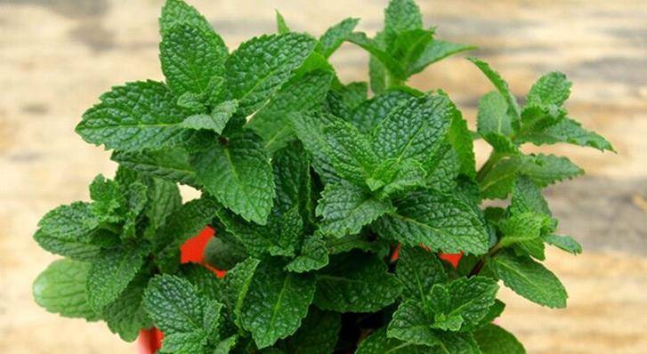 自然清凉的薄荷花 味道好吃且好种 高能教学从这开始 繁殖 植物 叶子