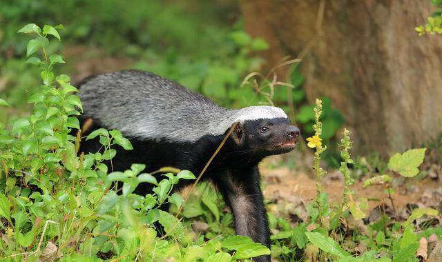 披风_因为_广东