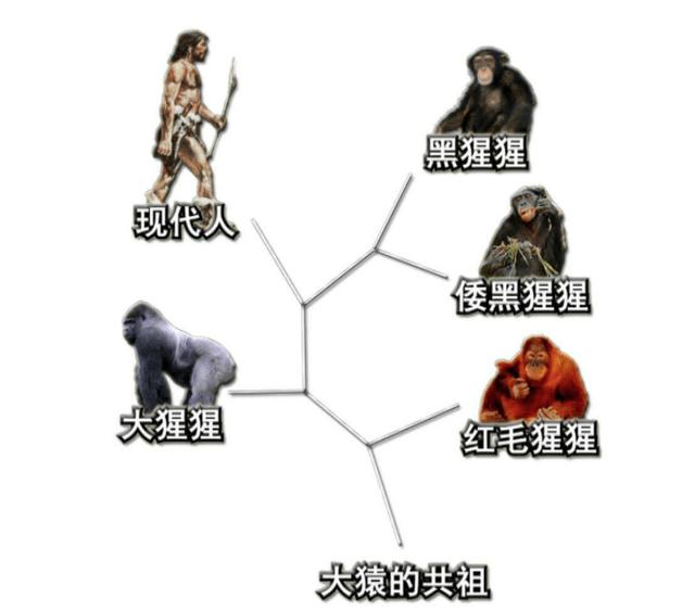 原创现代猿也能进化成人科学家开始担忧巴拿马猴类已进入石器时代