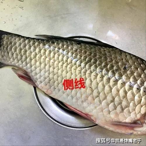 “它”常被冒充野生鲫鱼卖,价格高肉质差,很多人不知道,还在买
何谓工程鲫?有哪些特点?挑选野生鲫的方法