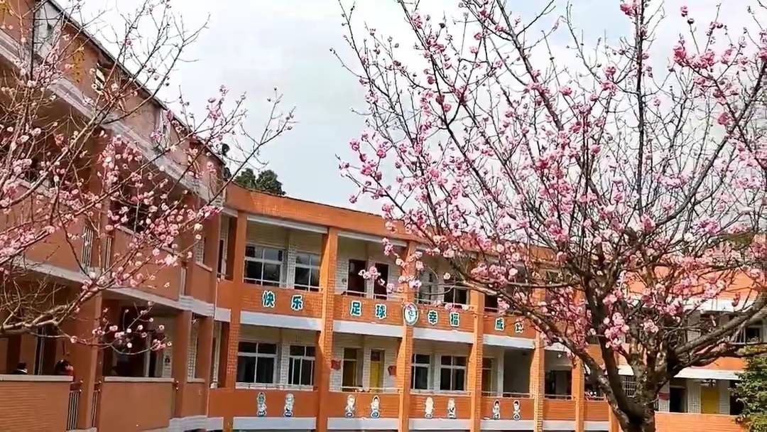 江姐小学红梅花正开