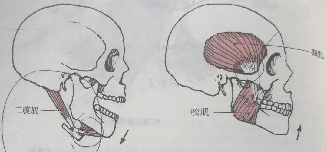 肌肉_身材_大脑