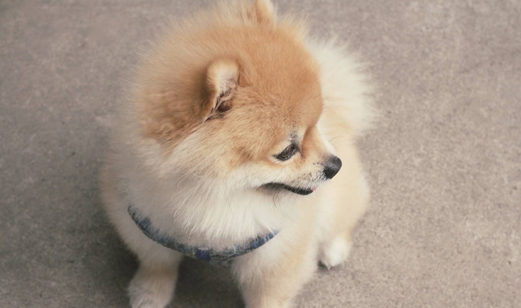 因为|狗狗必学技能,不但能让它更听话,必要时还能救命