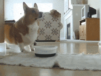 宠物|养狗人最容易患的“7种病”，劝你定期体检