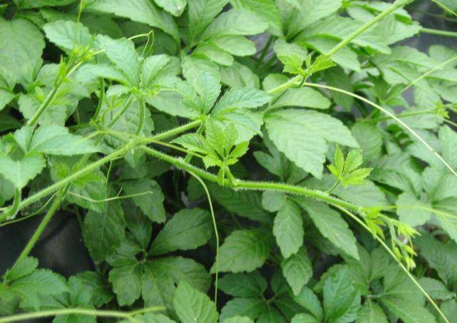 毒素|多家医院呼吁：停止使用“2圆1扁”，不想肝脏被“掏空”，趁早扔