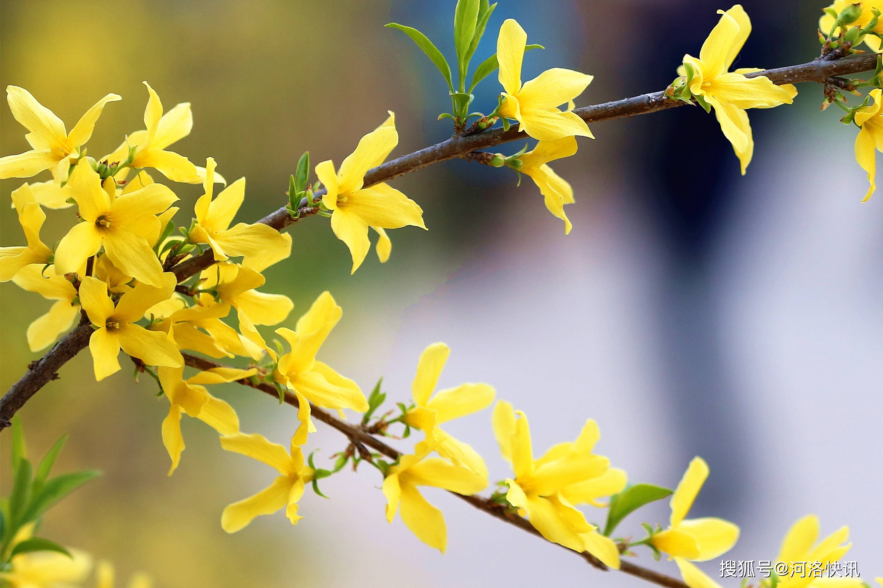 连翘花为媒美景是钱景河南省卢氏县发布第二届连翘花季十大活动