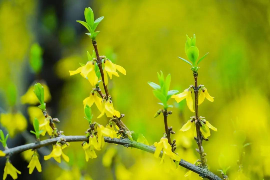 早春花 舒身欲 青麦 风寒