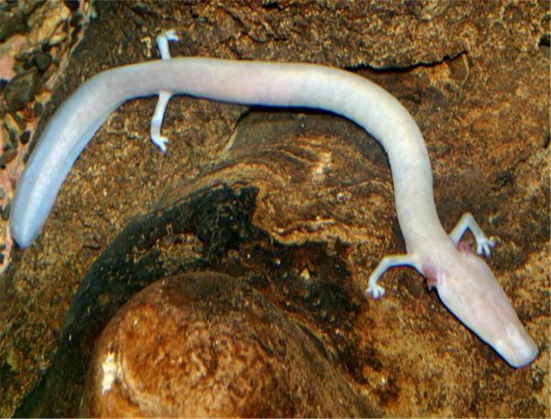 蛇是两栖动物不 9a5ad44e20d14692b1be2bd7a0455422.jpeg