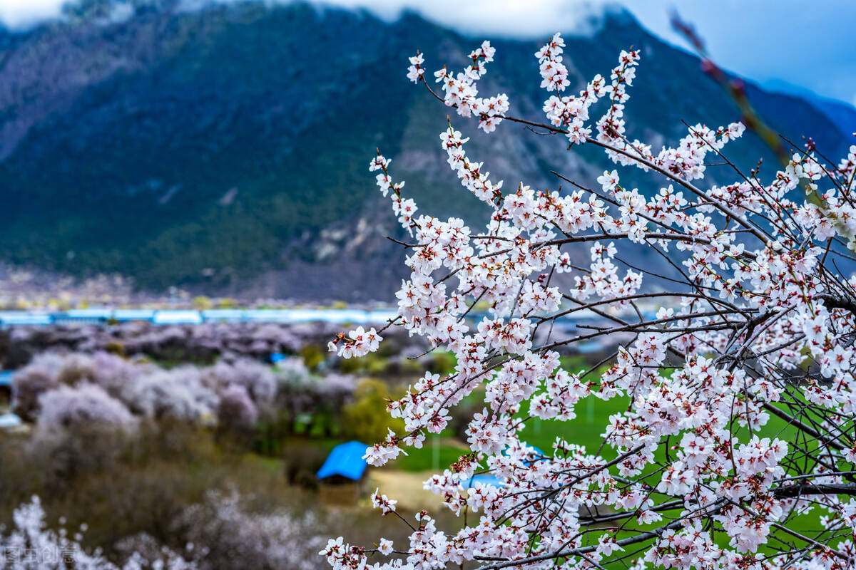 林芝旅游最佳季节图片