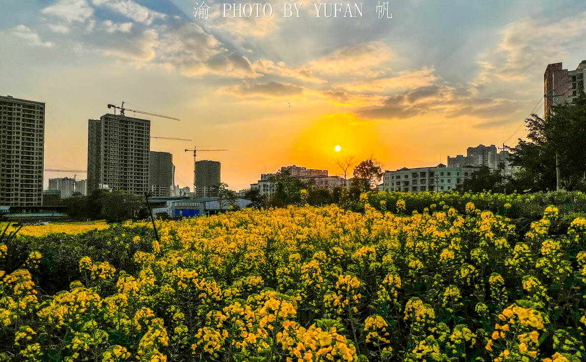 夕阳|重庆有座被菜花装扮的小城，不出城便能看到美景，窗外遍地流金