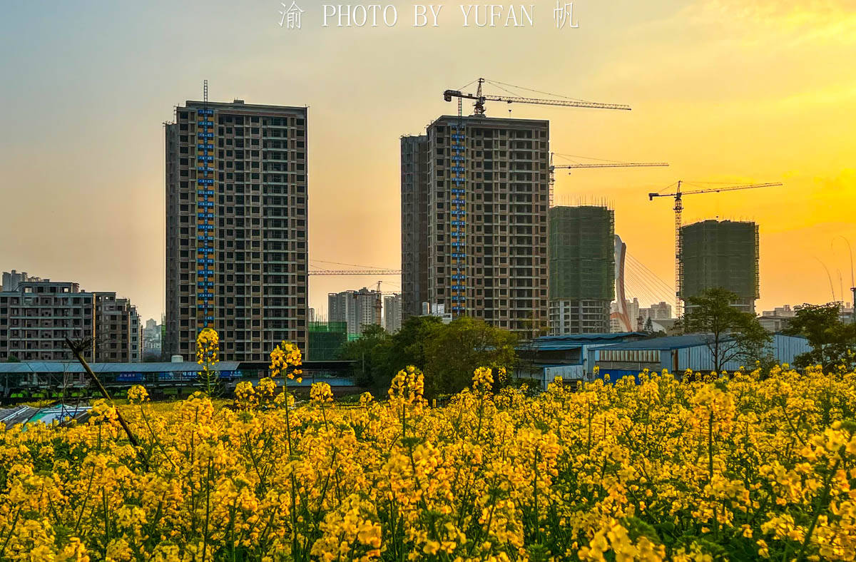 夕阳|重庆有座被菜花装扮的小城，不出城便能看到美景，窗外遍地流金