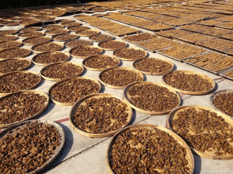 中药材热泵烘干工艺几大注意事项