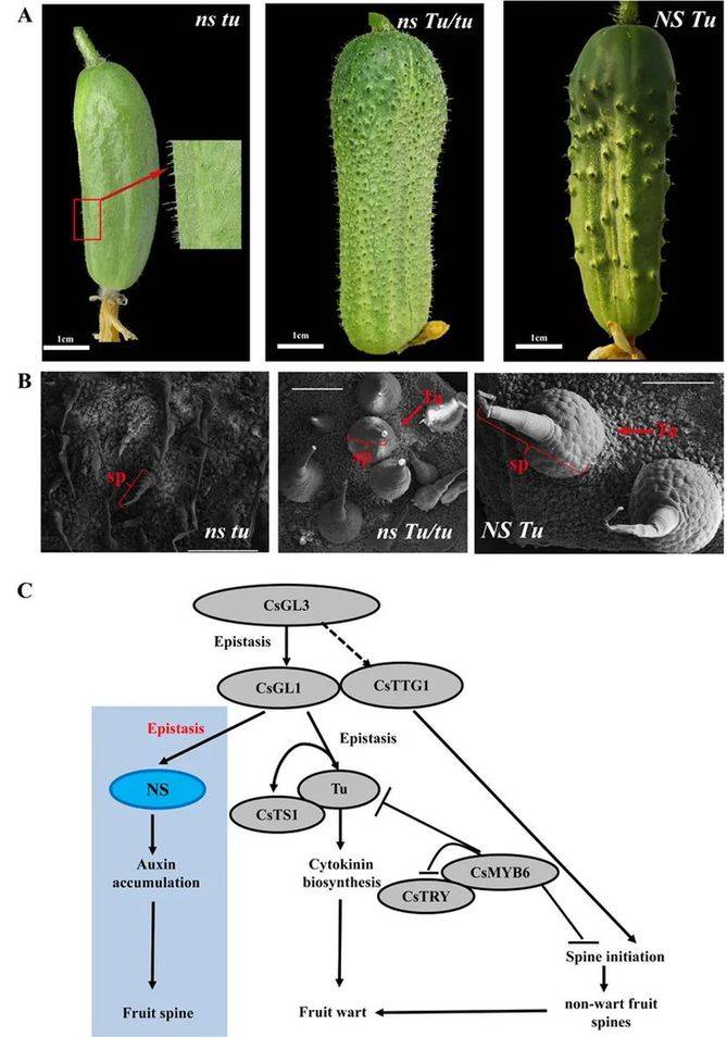掌握这个基因，无刺果蔬不是梦！