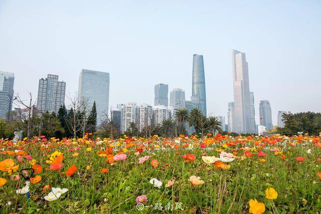 鲜花|广州二沙岛花开成海，这里没有围墙且免费开放，你去打卡了吗