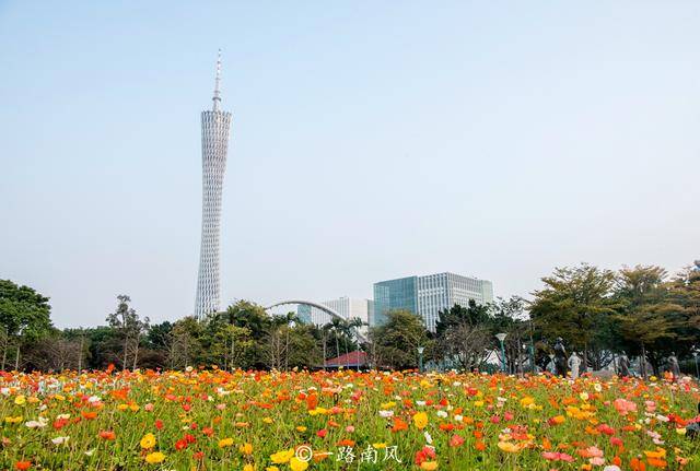 鲜花|广州二沙岛花开成海，这里没有围墙且免费开放，你去打卡了吗