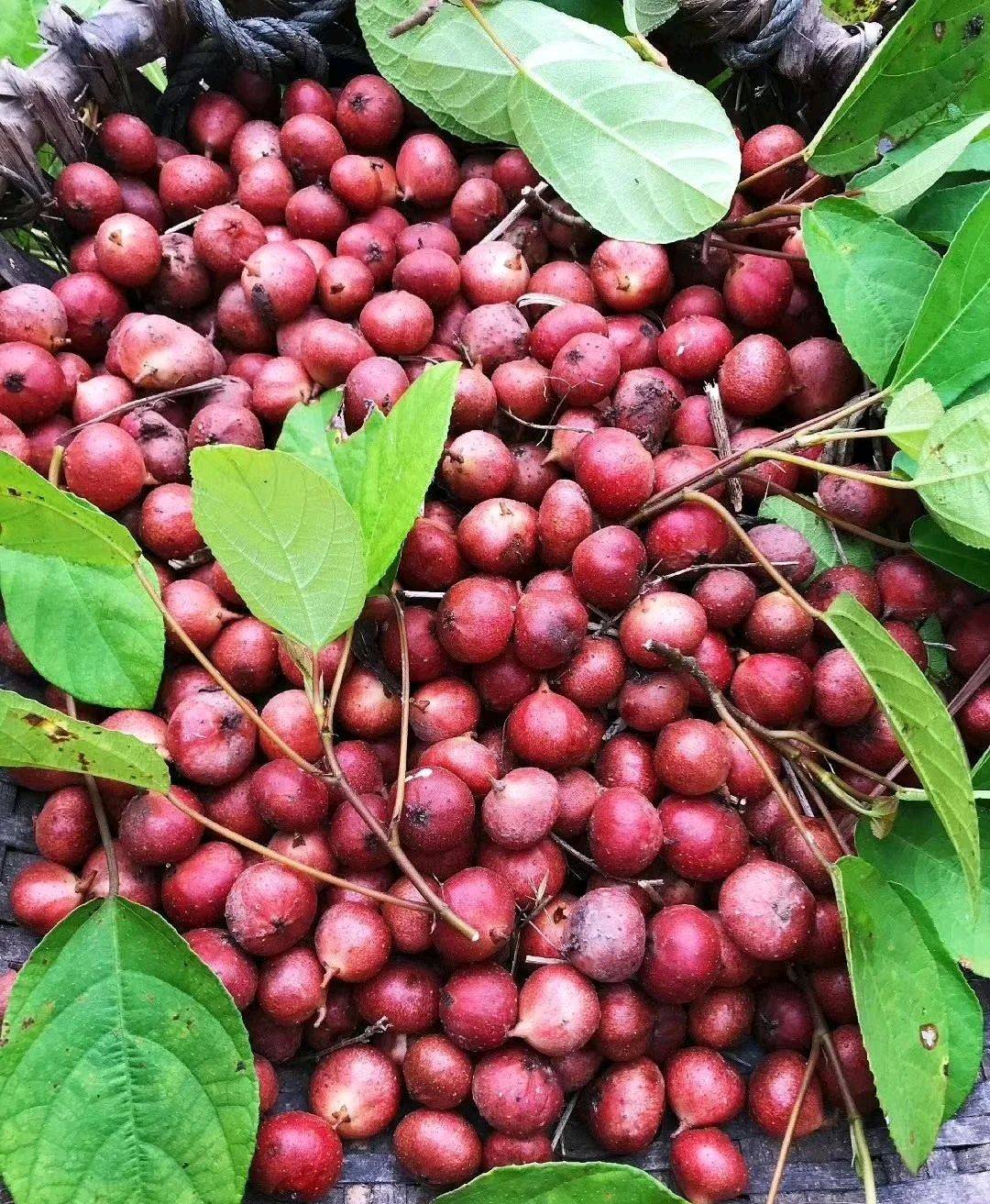 简短的几句话,就把地瓜可食用的日期交代得清清楚楚.1.野地瓜