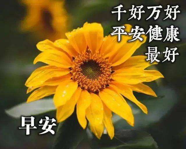 3月5日週六問候大家早上好的漂亮表情圖片最美早晨好問候語圖片