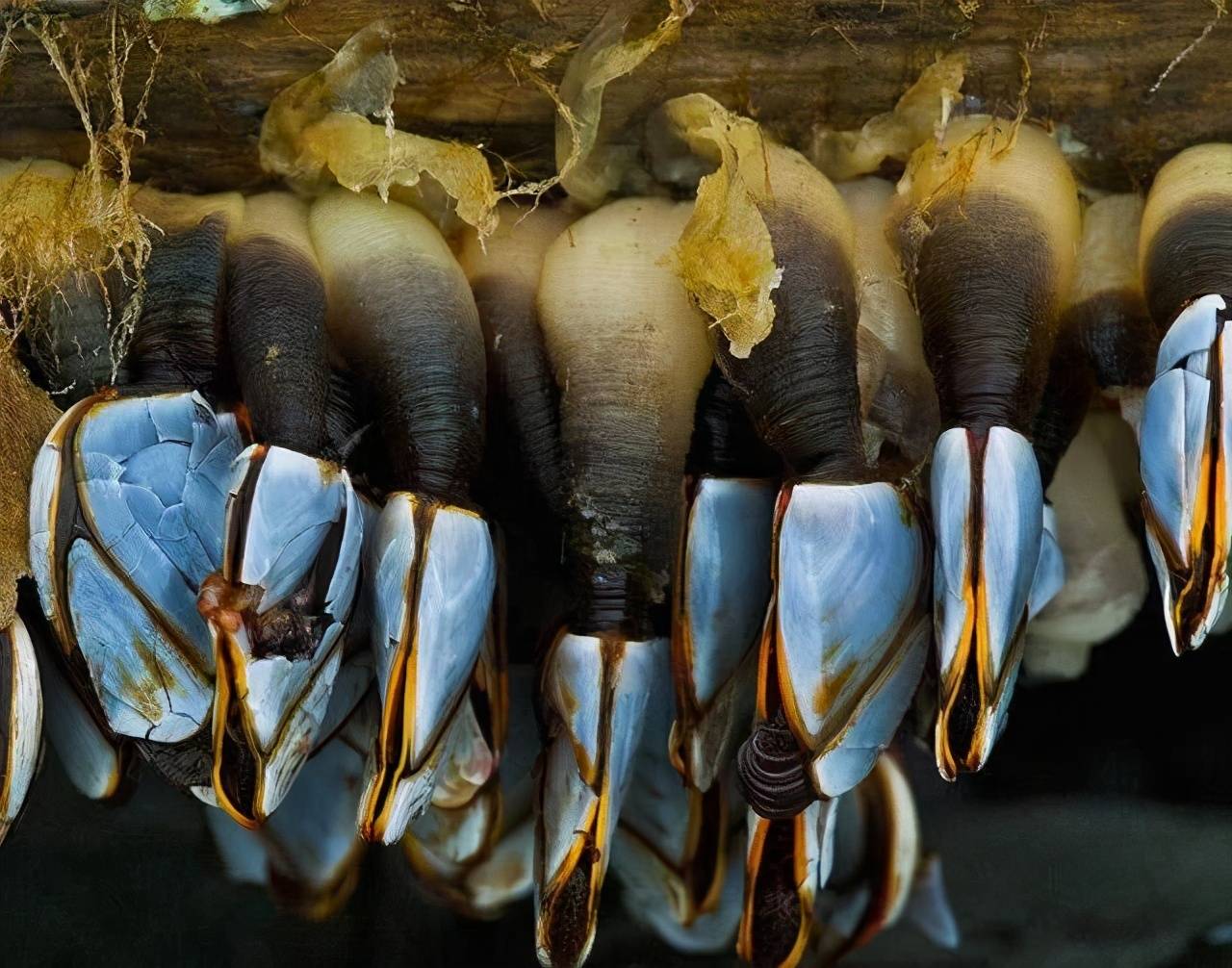 原创鲸鱼身上的寄生藤壶到底有多可怕看完鲸鱼和海龟的下场就懂了