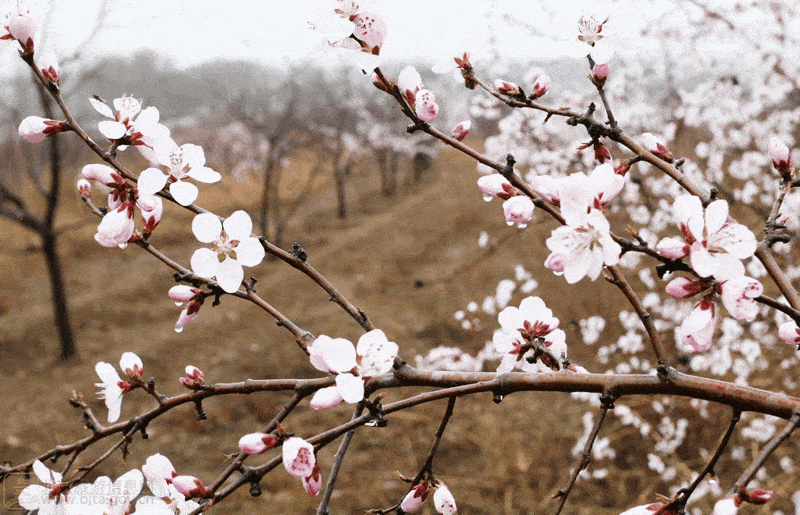 花语:娇羞,可爱,幸运诗词:借问酒家何处有?牧童遥指杏花村.
