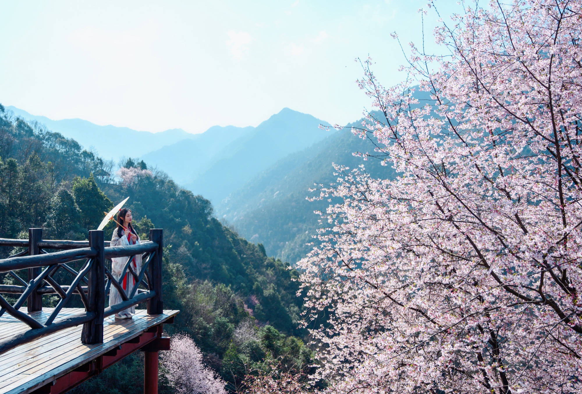 宝藏|杭州藏着一处宝藏赏樱地，极致烂漫的野樱花，小众冷门少有人知