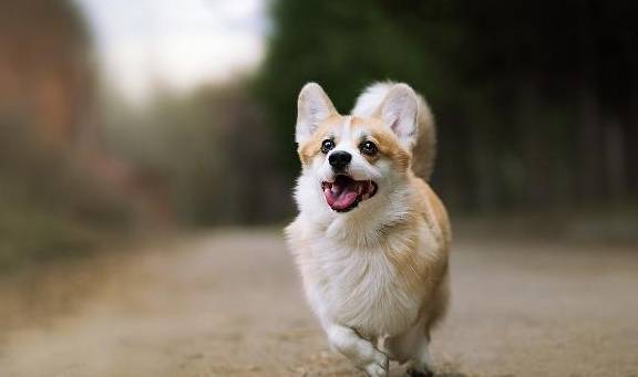 马犬花式遛狗，给马犬穿上披风，奔跑起来感觉狗狗在空中飞