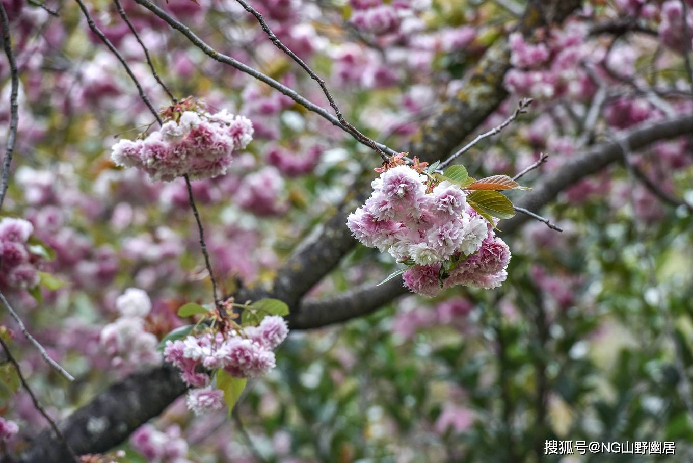 山野|丽江得月楼：私藏玉龙雪山最美风光，如同画卷中走出来一样！