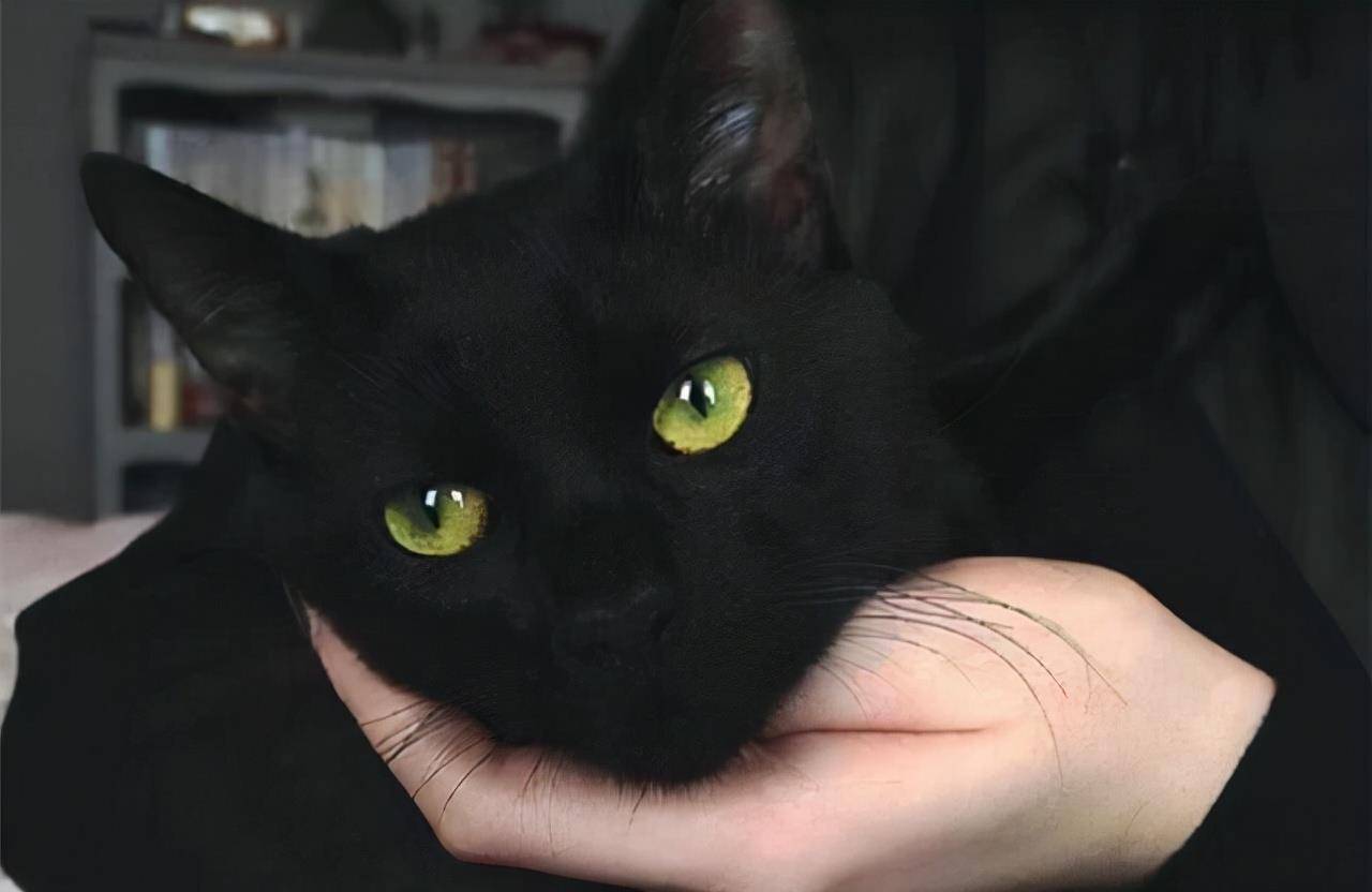 为什么黑猫这么少人养原来是这几点很遭人嫌
