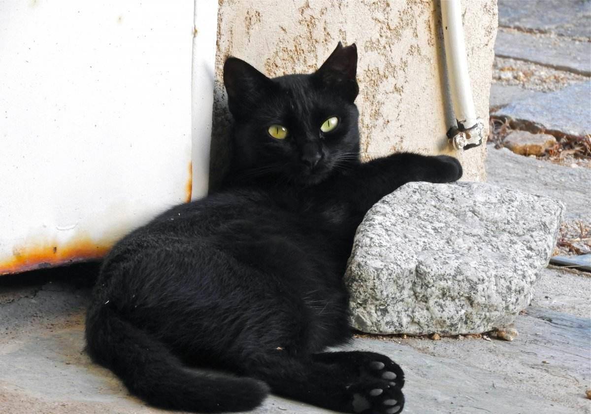 黑猫吓坏了一只黑色漆猫,很容易"隐身",不容易发现.